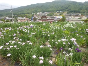 %e5%90%91%e5%8e%9f%e3%81%97%e3%82%87%e3%81%86%e3%81%b6%e3%81%be%e3%81%a4%e3%82%8a